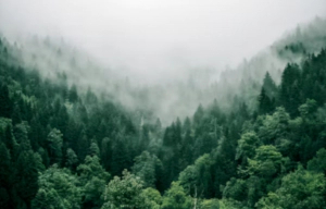 식목일 공휴일 폐지 부활 변천사 그 이유