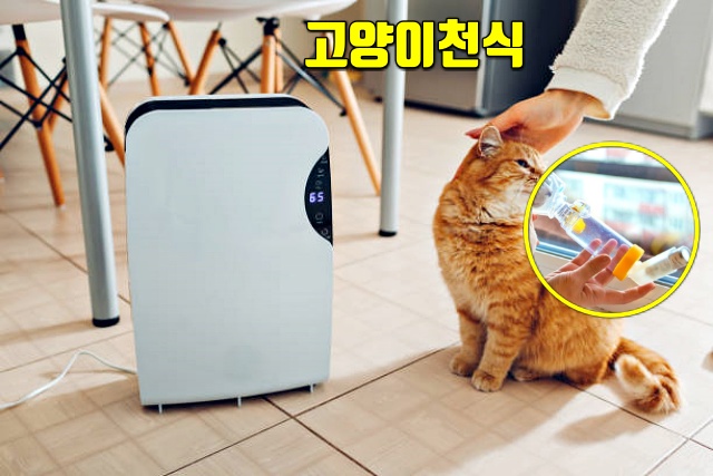 가습기 효능 고양이 천식 치료, 건강 팁줌 매일꿀정보