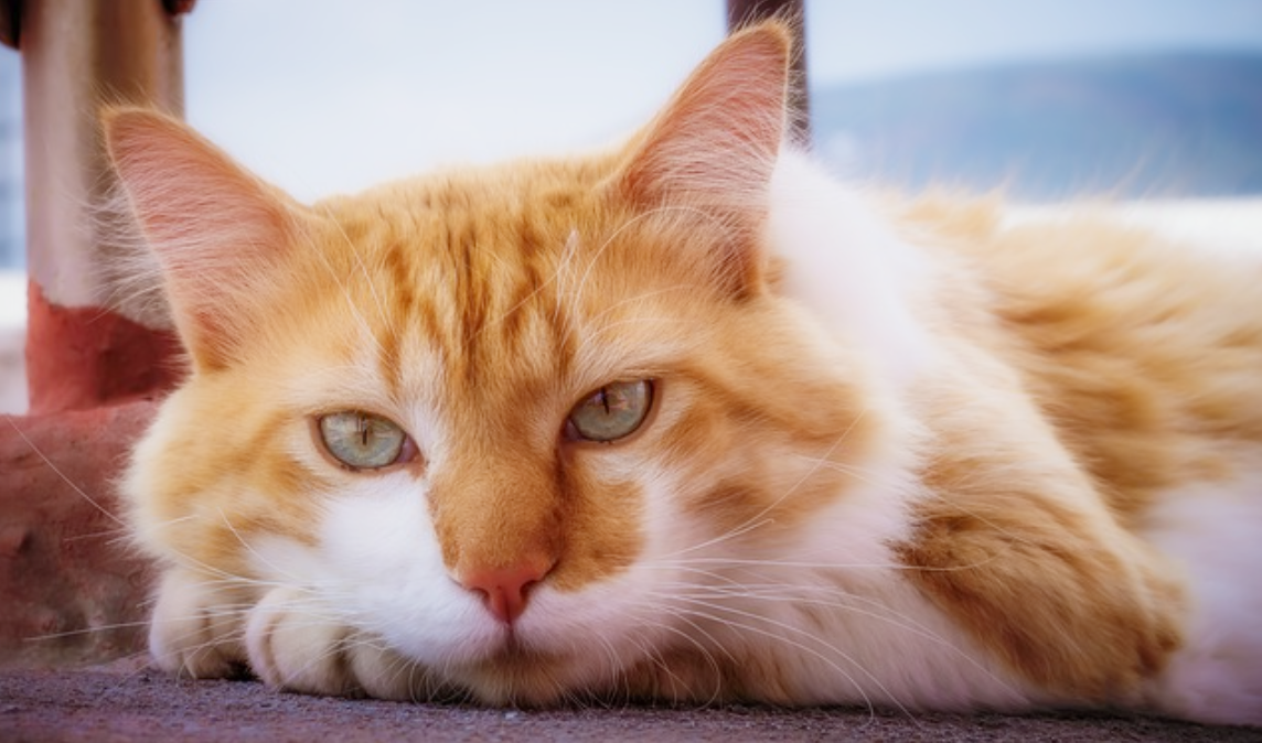 고양이가 나이가 들면서 보일 수 있는 행동 변화