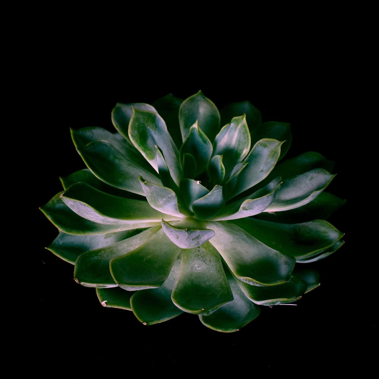 밤에만 꽃을 피우는 희귀식물: 야행성 식물의 세계