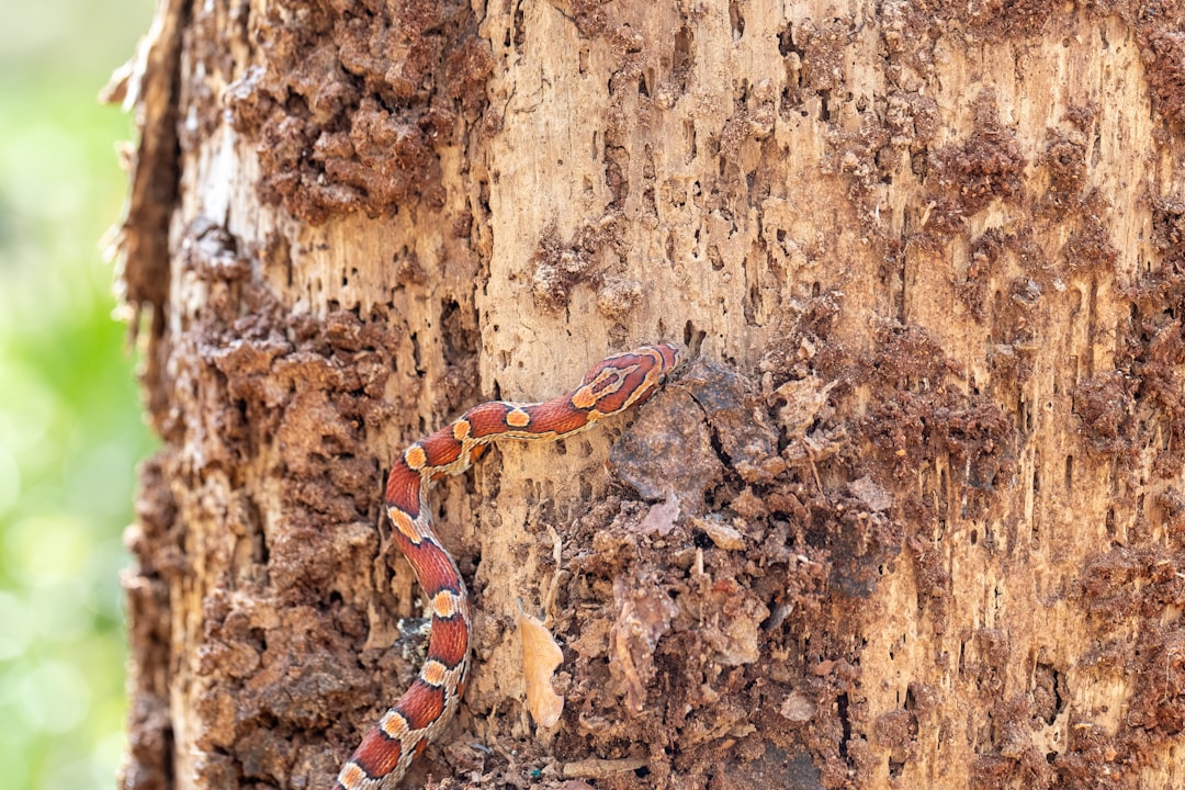serpent