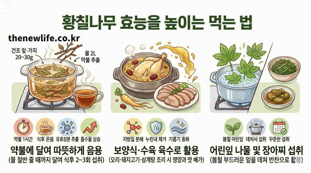 황칠나무 높이는 먹는 법