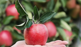 과일 먹는 꿈 해몽 및 해석(사과, 딸기, 바나나, 수박)