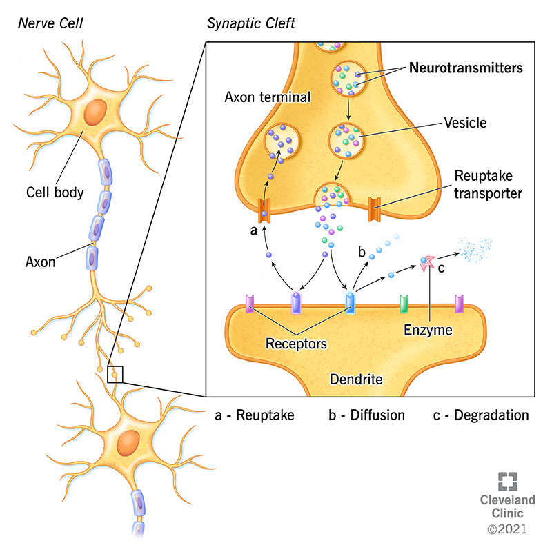 Neurotransmitter