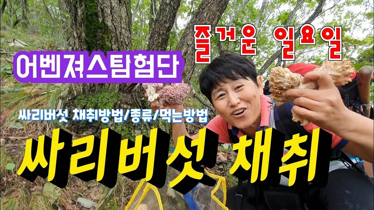 싸리버섯 채취시기종류 정보를 정리_4