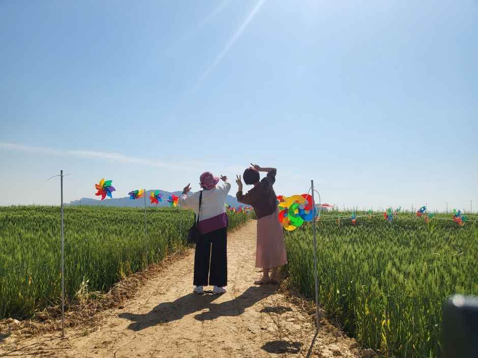 진봉새만금보리밭축제 2026 일정