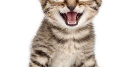 입을 벌리고 있는 작은 고양이.