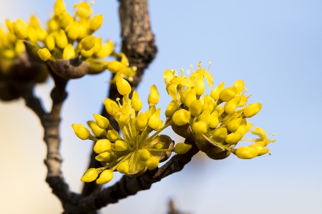 🌸 2025년 봄꽃 축제 일정 한눈에 보기