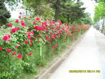 초보 수박 순치기 열매 크게 키우는 방법_16