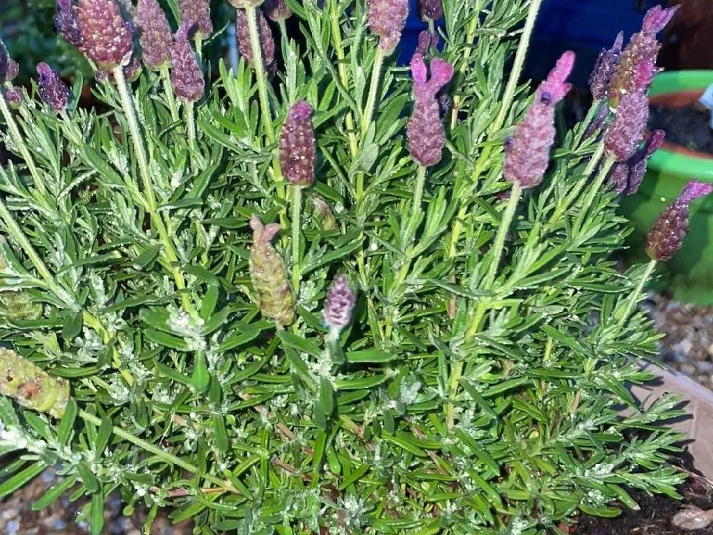 라벤더 재배 배수 확보 햇빛 관리 향 오래 유지_2