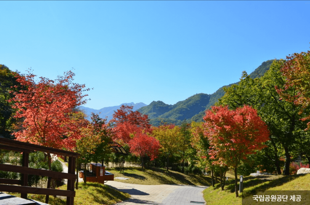 치악산 단풍
