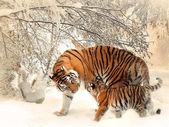 호랑이 꿈 해몽