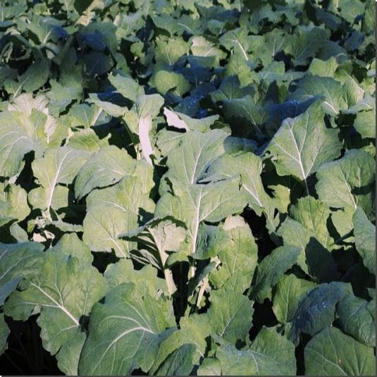 나물로 먹기 좋게 자란 유채