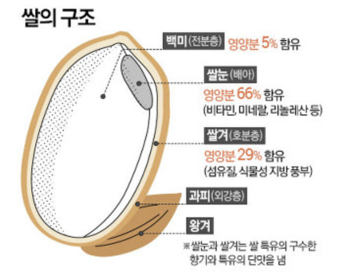 현미 구조 쌀눈에 영양성분 66% 함유