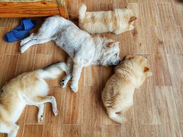 개 꿈해몽