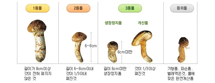 송이버섯 먹는법 요리법을 정리_3