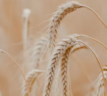 듀럼밀의 주요 영양 성분