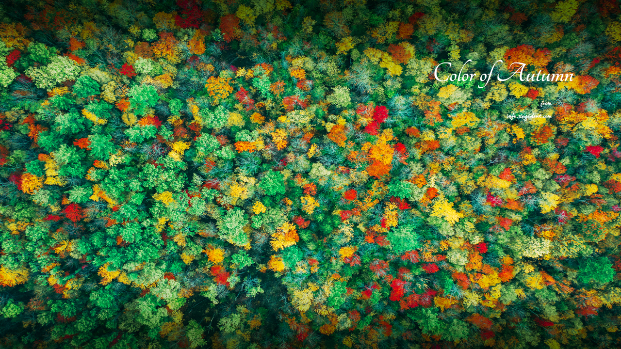 02 단풍숲 C - Color of Autumn 가을배경화면