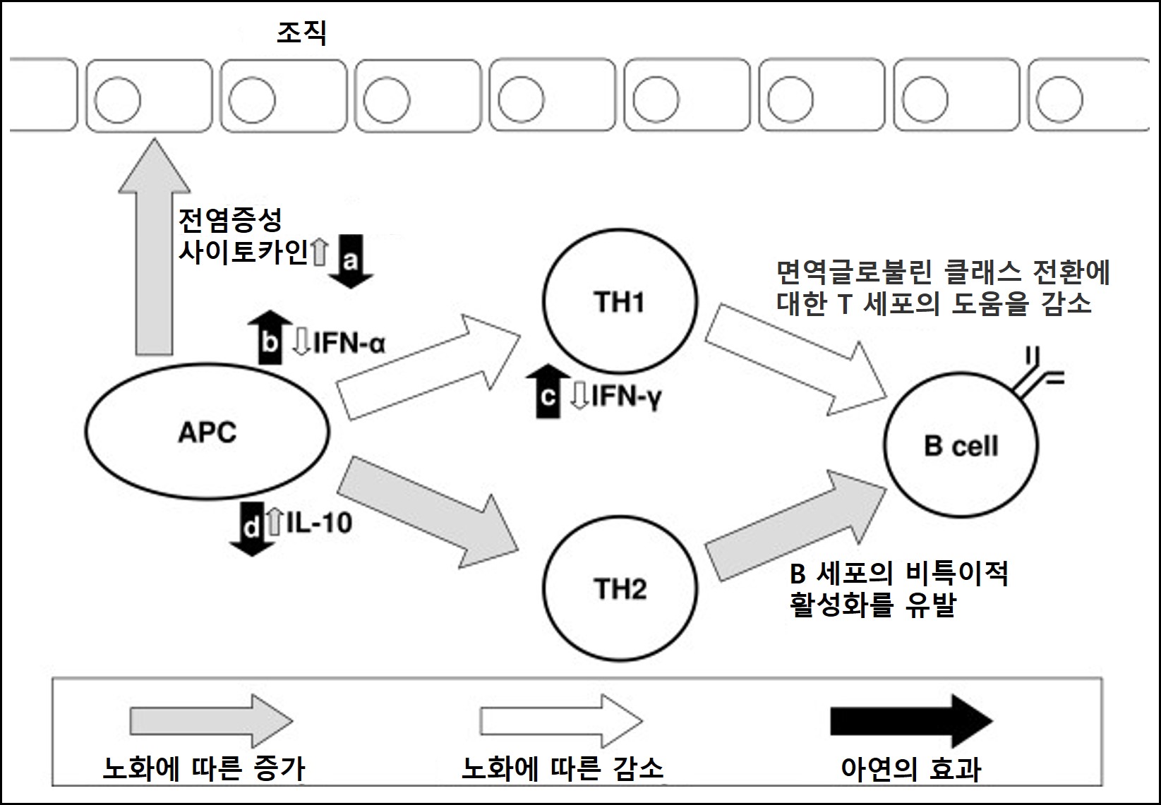 면역