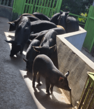 2023 휴애리 매화축제 제주도 가볼만한 곳 휴애리 자연생활공원