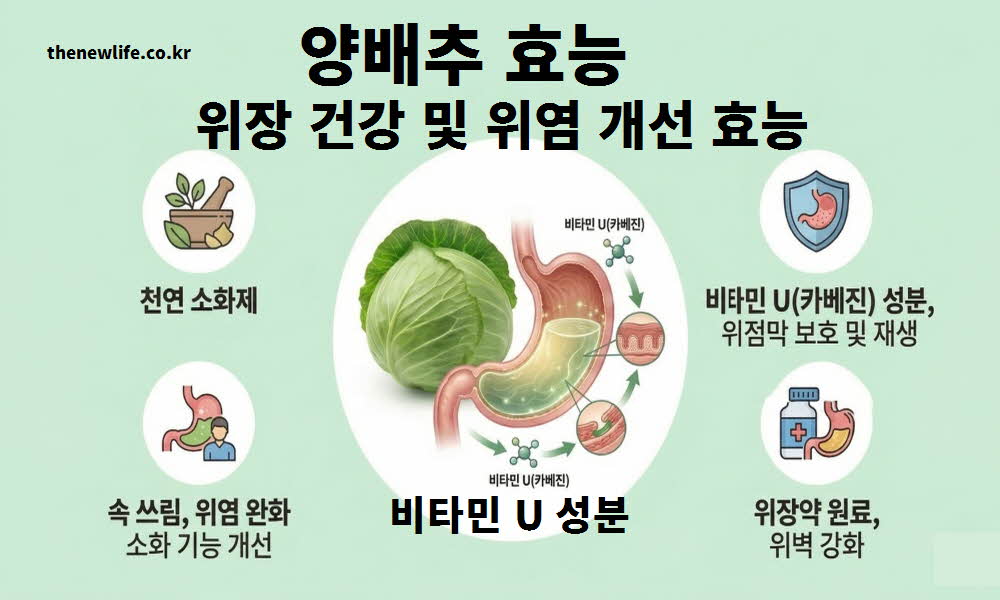 양배추 효능 위장 건강 위염 개선