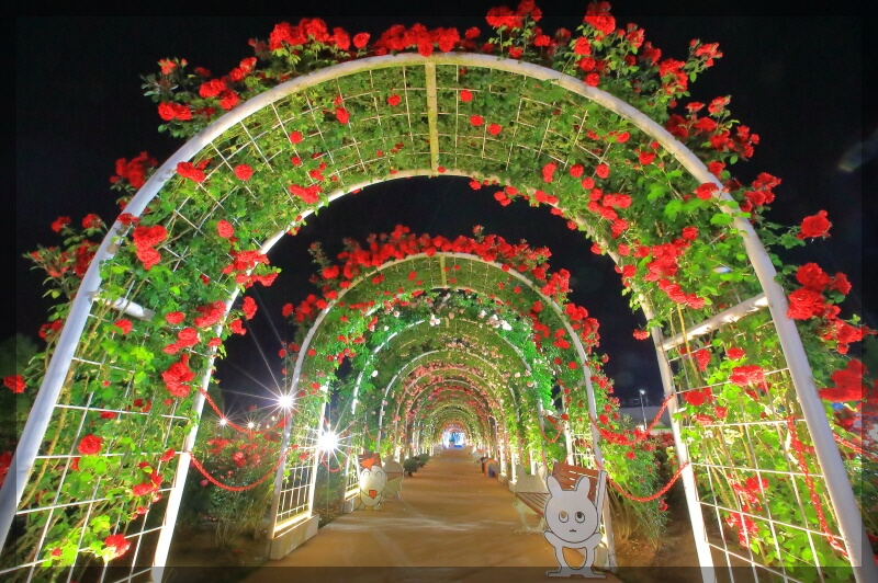 2024곡성장미축제 기간 내용 입장료 주차장 숙박[총정리]