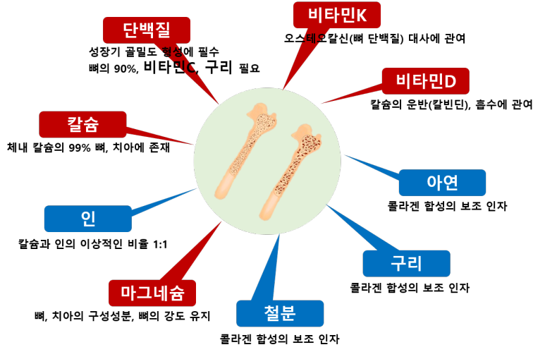 우리뼈에 필요한 영양소