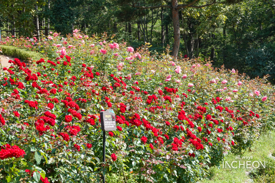 인천 계양산장미원 개화 시기부터 포토존까지 한눈에 정리!