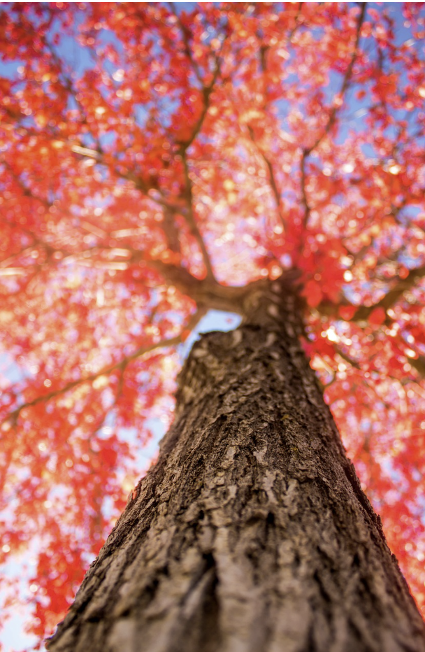 2024년 단풍 절정시기