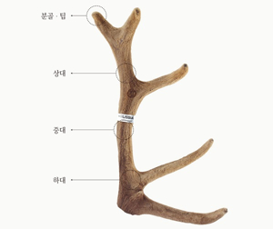 녹용 추천
