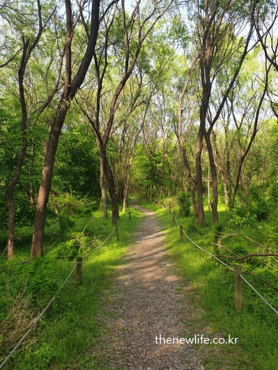 Quiet forest trail in the later part of Godeok Ecological Park in Seoul-서울 고덕 생태공원의 후반부 고요한 숲길
