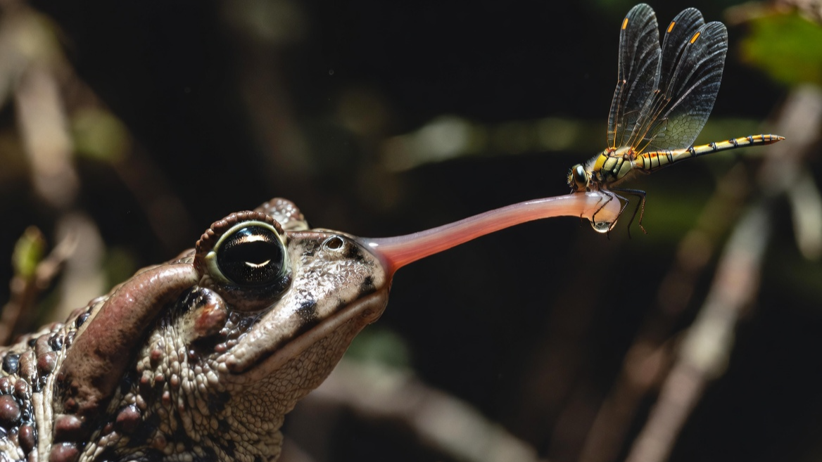 0.07초의 순간, 곤충을 낚아채는 두꺼비의 초고속 사냥 장면