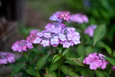 고성 그레이스 정원 수국