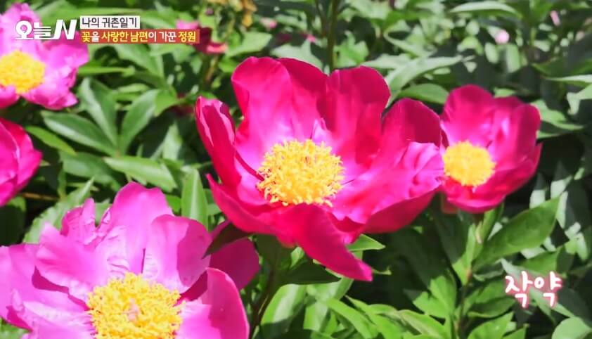 오늘N 나의 귀촌 일기 전남 담양군 대덕면 예쁜 정원 갤러리 카페 달빛여행 오늘N 2502회