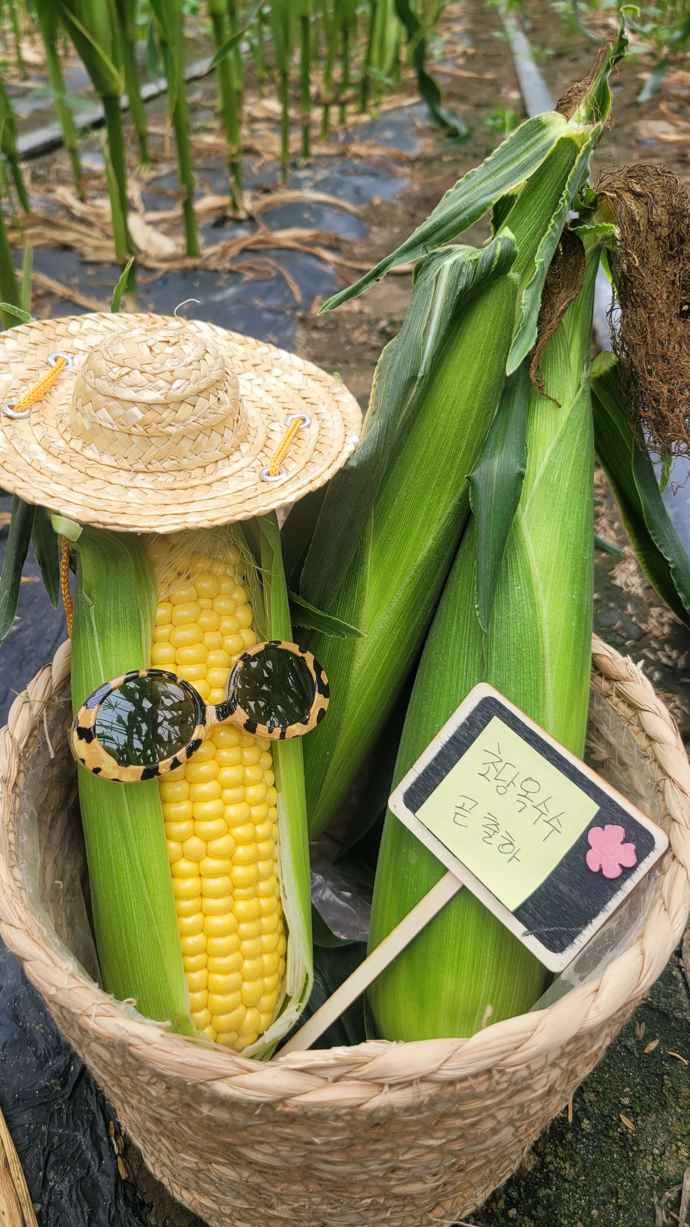 오늘N 가족이뭐길래 경남 밀양 혈당케어 건강쌀 브랜드 초당옥수수 수미감 농부로 주문방법 오늘N 2495회