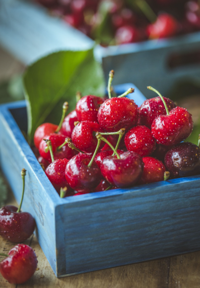 식물성 멜라토닌