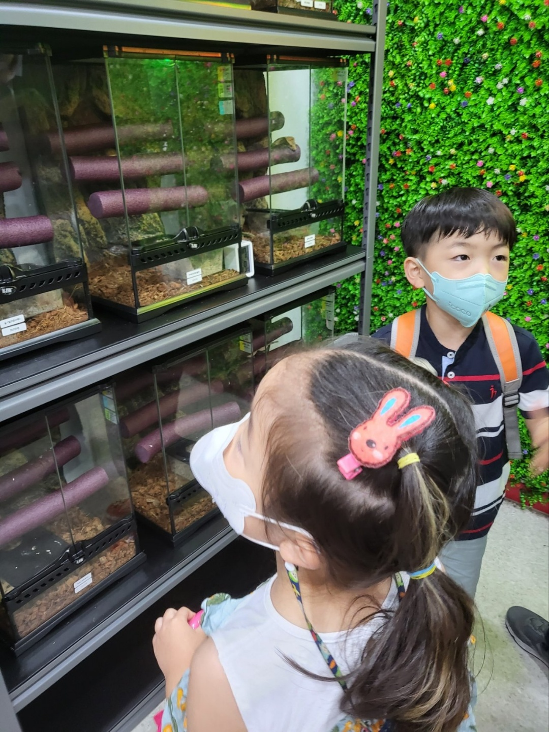 크레스티드 게코