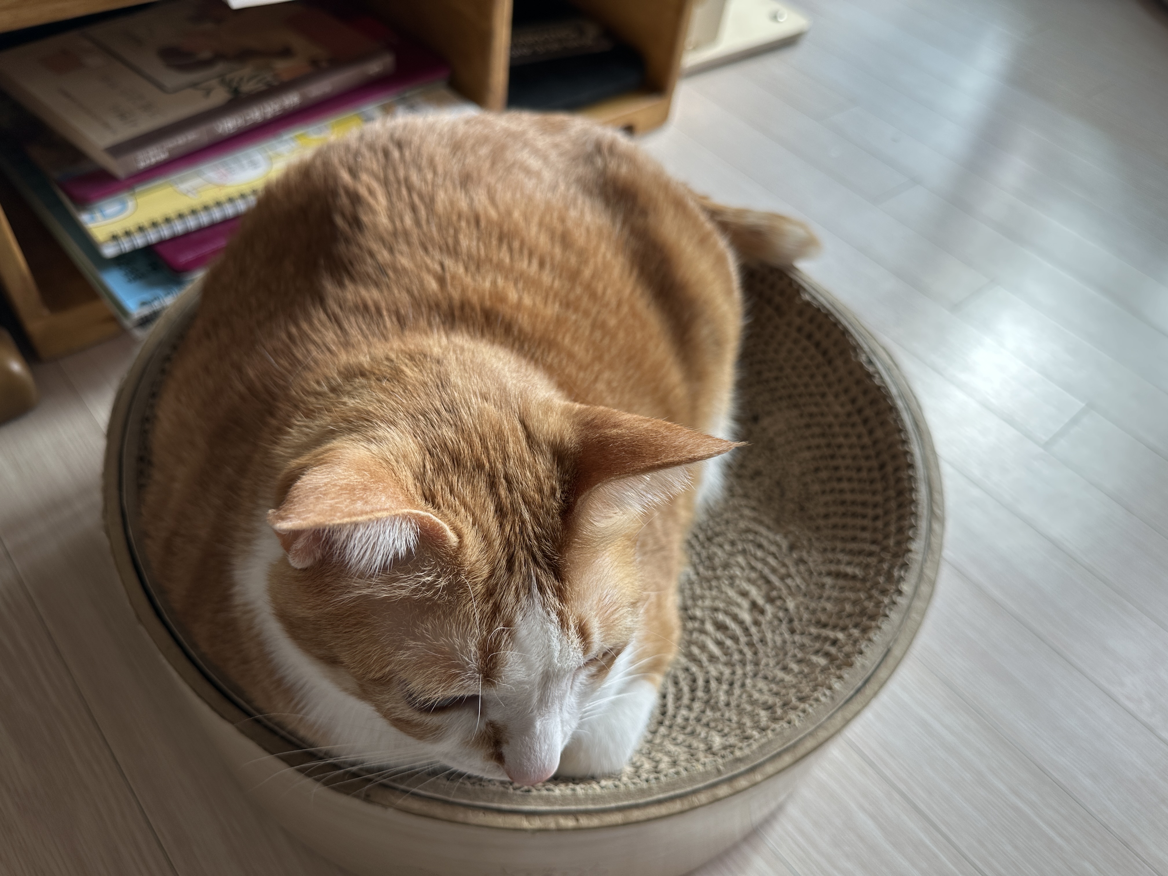 고양이들 평일 아침 간식시간 (feat.간식으로 물먹이기)