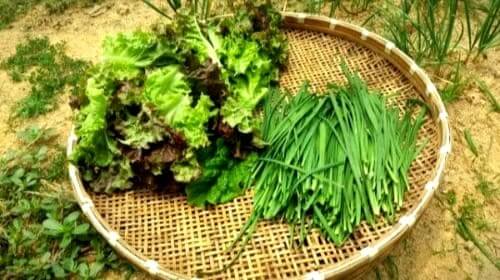 상추-부추-수확방법-효능