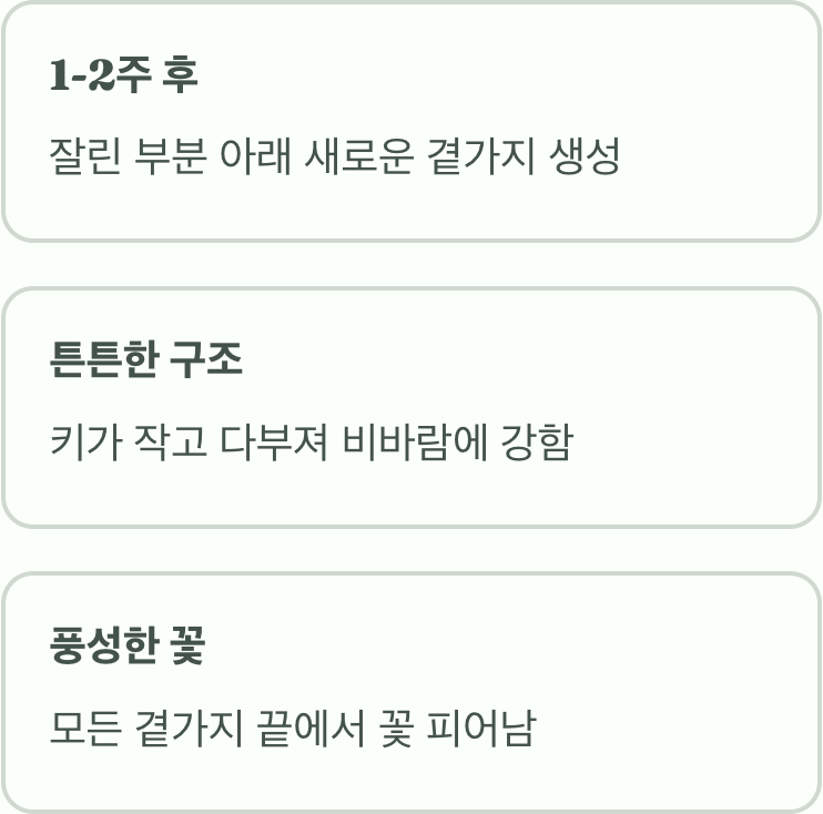 순지르기 후, 기대할 수 있는 놀라운 변화