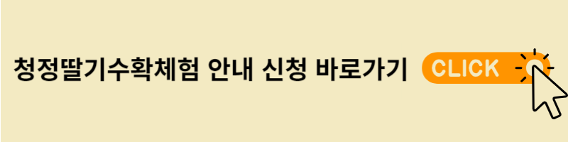 딸기수확체험 안내