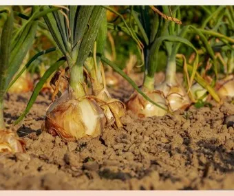 양파 수확시기_14