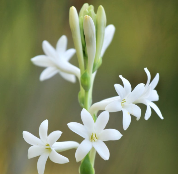 튜베로즈구근 키우기 심기 물주기 수확 방법 개화 시기 향기 투베로사 꽃말 총정리 3