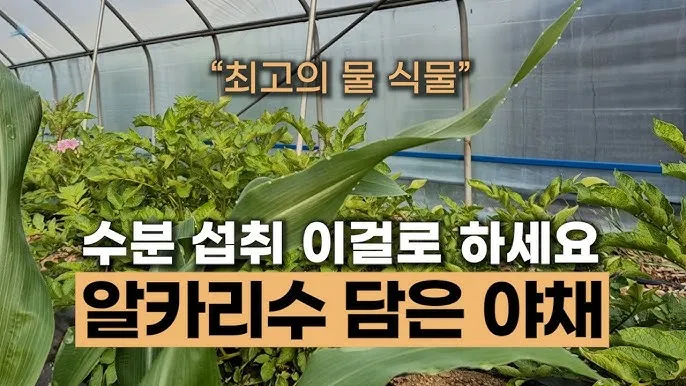 알카리수 효능과 알칼리수 부작용까지 완벽 분석_1