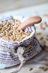 카무트 효능과 호라산밀 효능과 부작용에 대해 알아봤습니다