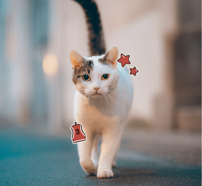 고양이-행동언어 