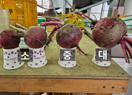 6시내고향-제주-복숭아순무-소담농원