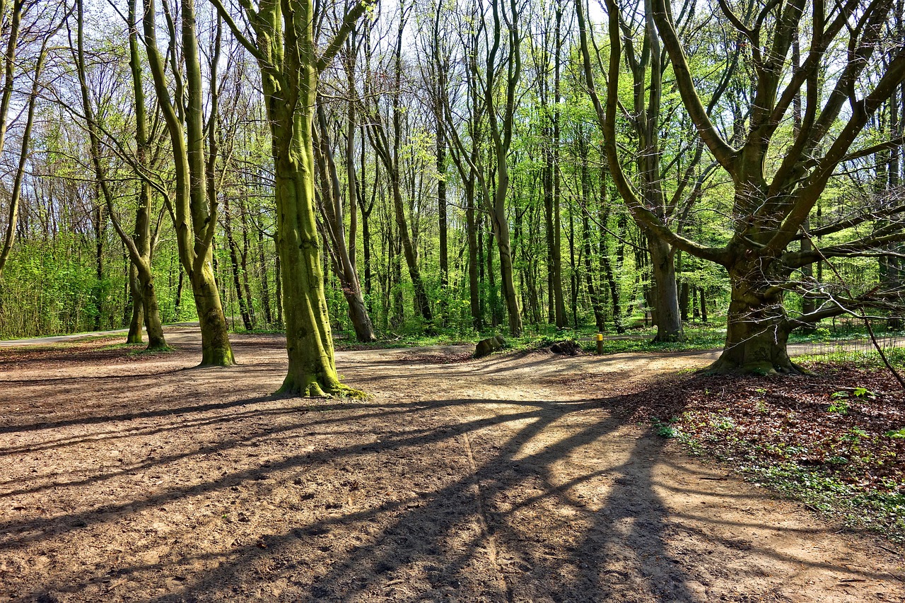 햇살이 비치는 길 위의 나무 그림자 관련 사진