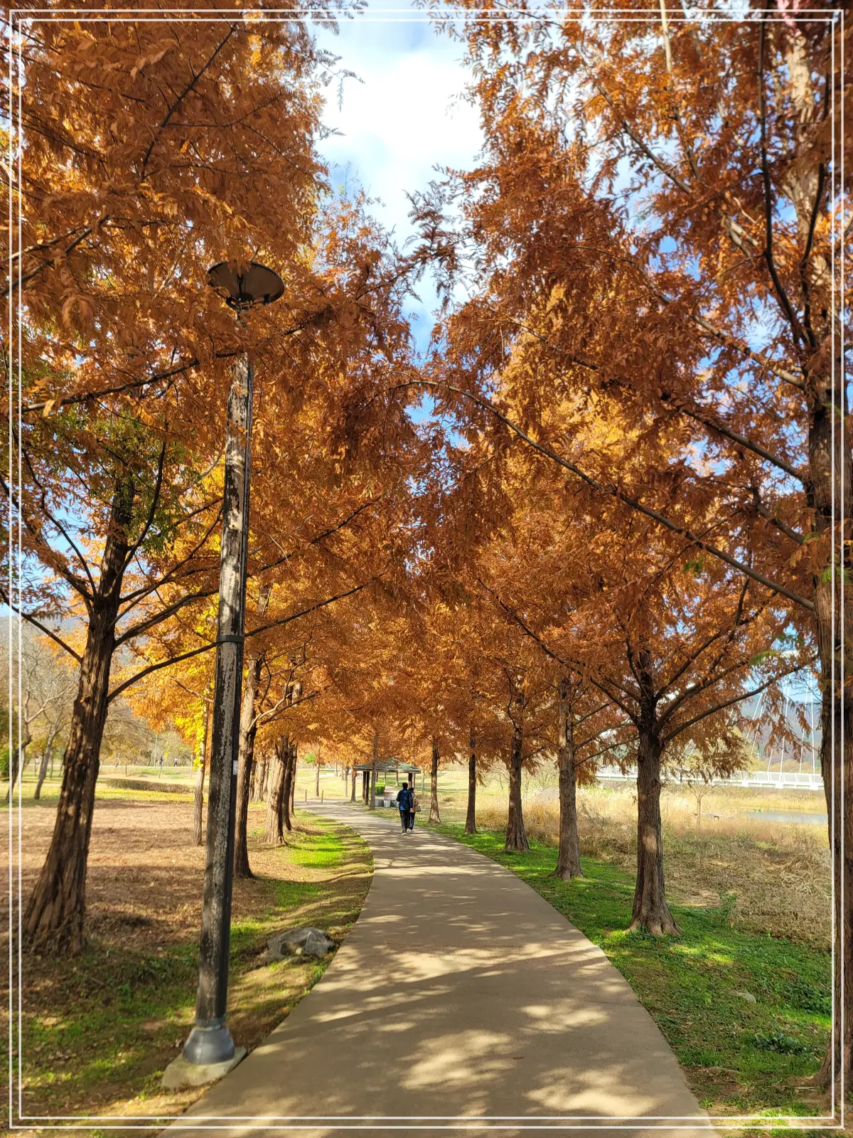 물의정원-산책길-메타세콰이어-단풍