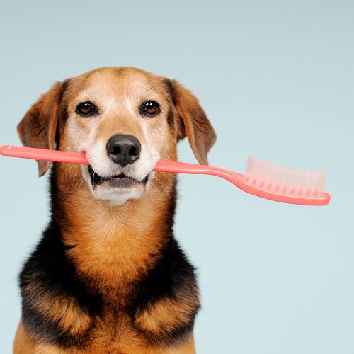 강아지 입냄새 원인과 제거 방법